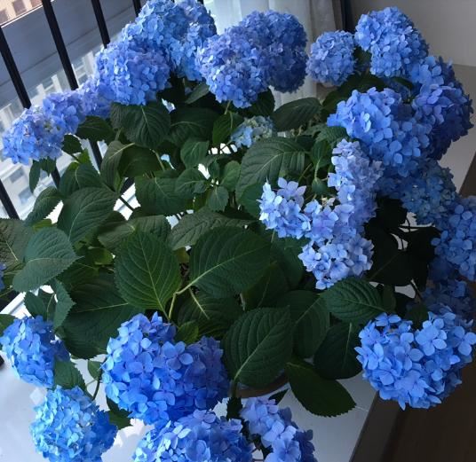 春天养这8种花，一开就是一团球，阳台也能变花园