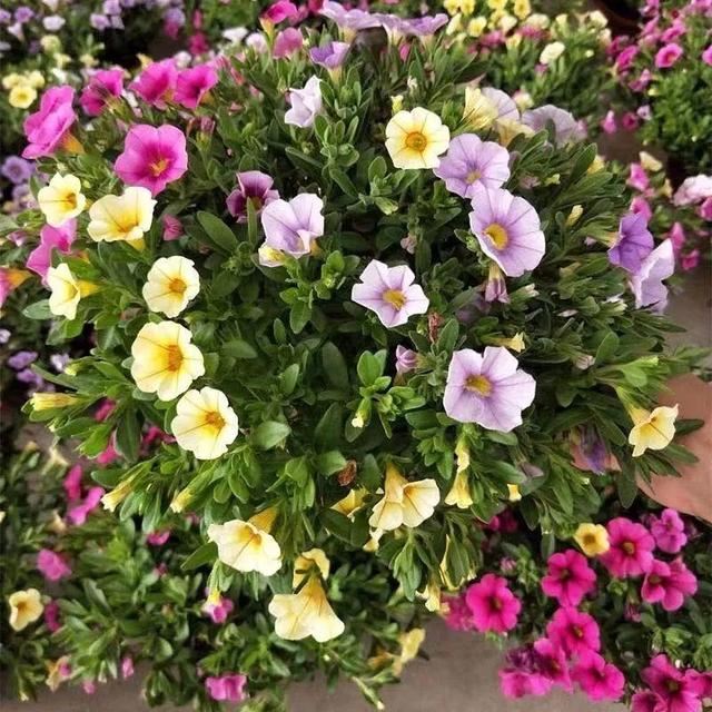 百万小铃，听名字就想养的花，一茬接一茬能开大半年