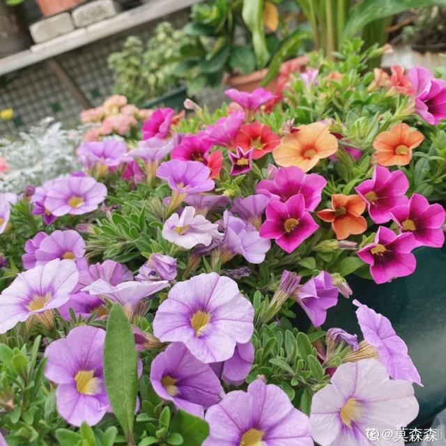 百万小铃，听名字就想养的花，一茬接一茬能开大半年