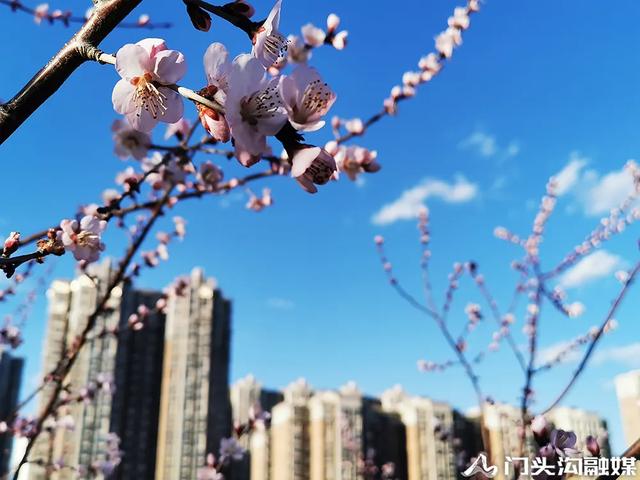 莺飞三月 云赏门城~