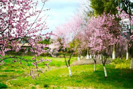 因为太美,它常被误以为是假花? 因为太美,它常被误以为是假花?