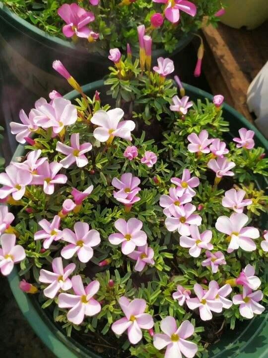 这花的种子撒土里，一周出芽，坐等开成一个大花球