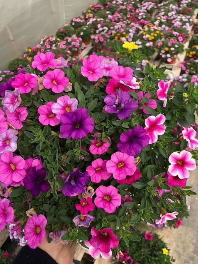 百万小铃，听名字就想养的花，一茬接一茬能开大半年