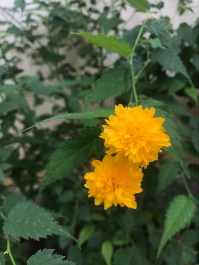容易爆花的棣棠，皮实好养，越晒开花越多