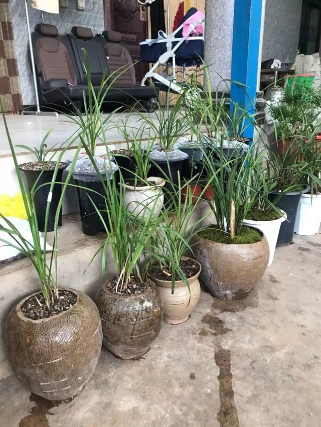 养这花不用土，装进塑料袋喷喷水，叶子绿油油越长越好