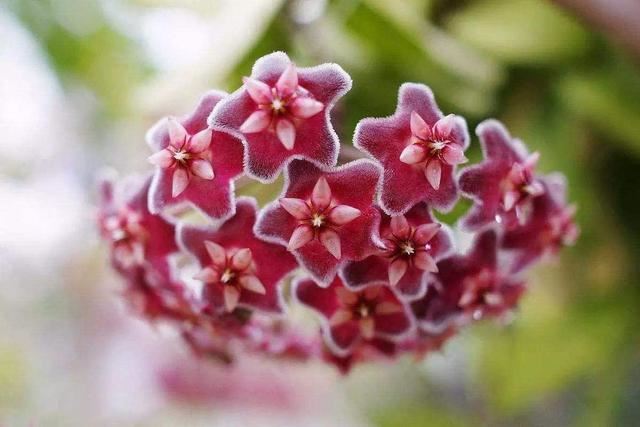 阳台花园养什么花，就差这3种，种上就有不一样的花海