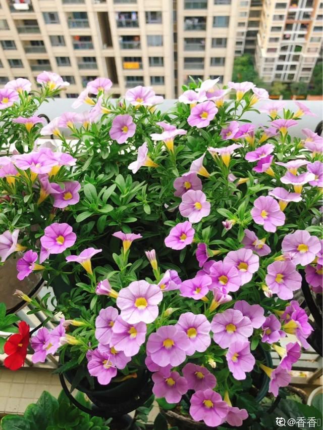 百万小铃，听名字就想养的花，一茬接一茬能开大半年