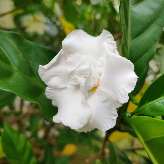 “4种”“素净花”，家里养一盆，清新典雅又干净