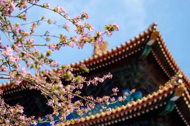 老北京植树种花都有什么讲究？