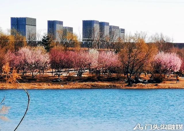 莺飞三月 云赏门城~