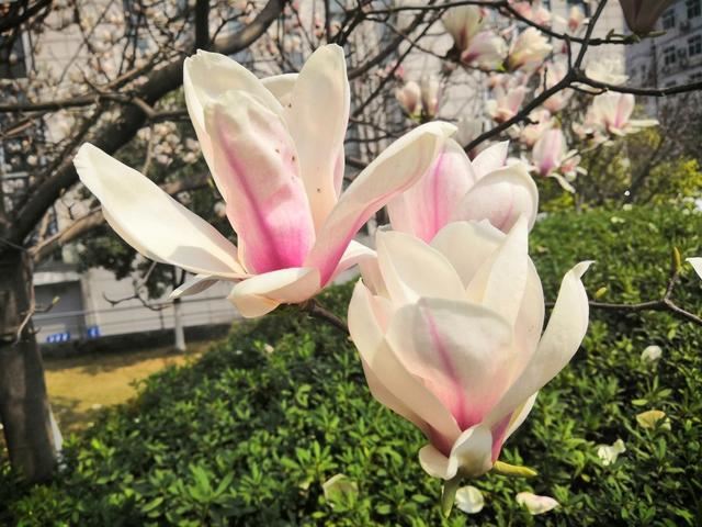 这花真扛冻，天气越冷越爱开花，零下10℃照样满树花苞