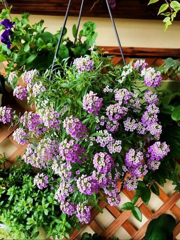 春天养这8种花，一开就是一团球，阳台也能变花园