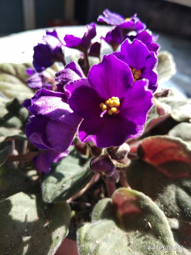 只要一点点光，就能爆盆的花，这“2种”不能少