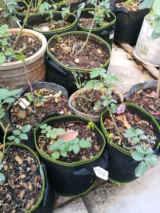 养这花不用土，装进塑料袋喷喷水，叶子绿油油越长越好