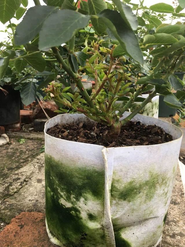 养这花不用土，装进塑料袋喷喷水，叶子绿油油越长越好