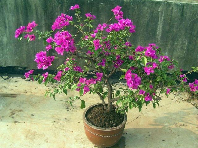 阳台花园养什么花，就差这3种，种上就有不一样的花海