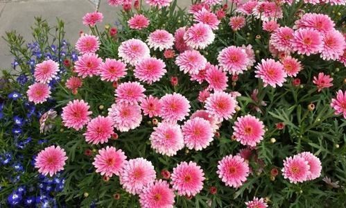 这3种花喜欢“爆崽”，一盆花长出好几个花盘，开花增多更美了