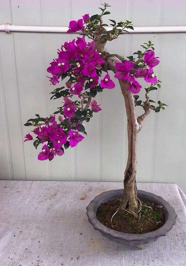 阳台花园养什么花，就差这3种，种上就有不一样的花海