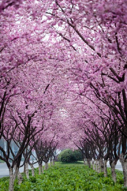 因为太美,它常被误以为是假花? 因为太美,它常被误以为是假花?