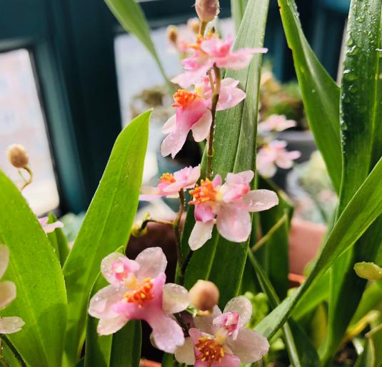 养了半年的仙人球，以为活得好好的，挖出来发现早烂了