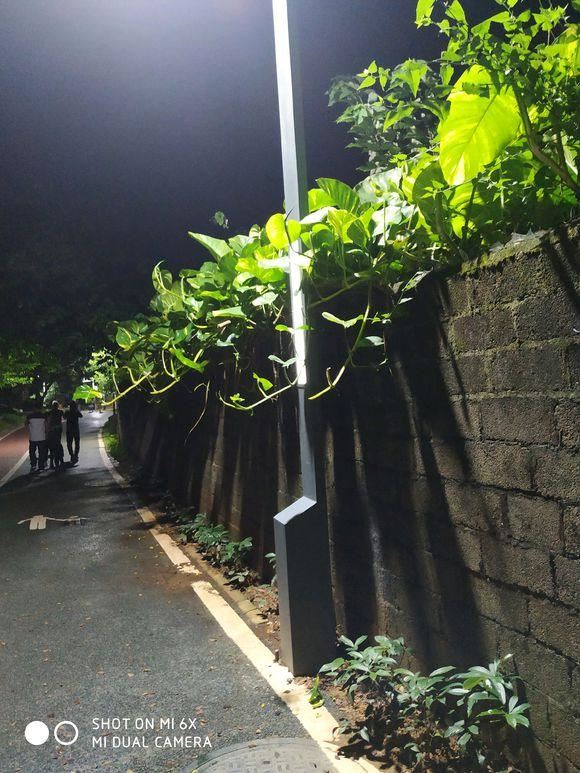 参天大绿萝,一片叶子比脸大,长了足足3层楼高! 参天大绿萝,一片叶子比脸大,长了足足3层楼高!