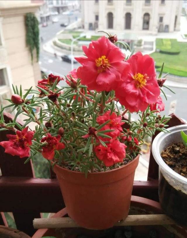 史上最好养的花之一，俩月没管仍呼呼长，不操心就开出花海