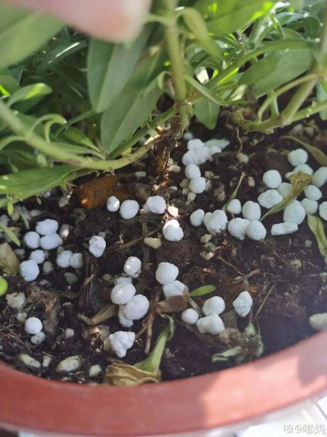 百万小铃，听名字就想养的花，一茬接一茬能开大半年