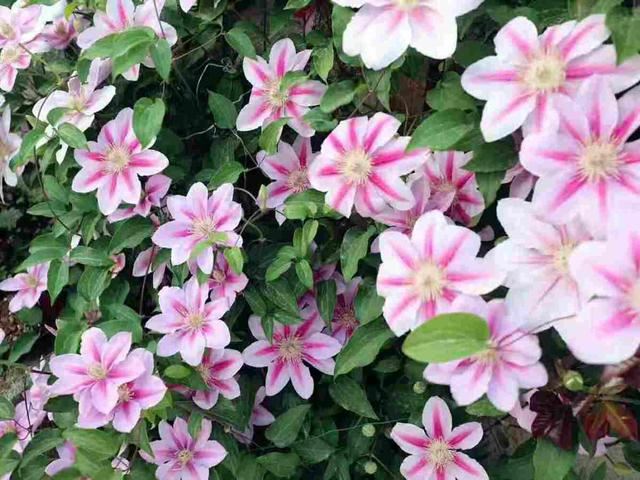 这花适合养在“大花盆”，花盆越大，根系越旺盛，花长得更壮