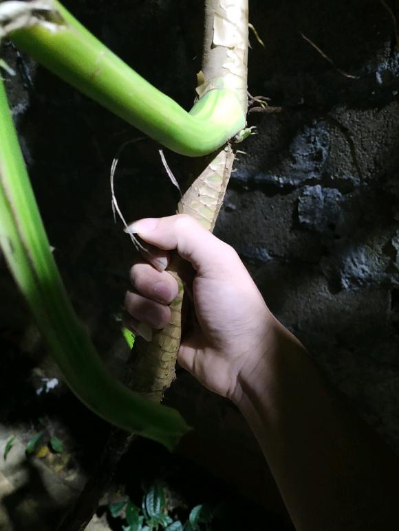 参天大绿萝,一片叶子比脸大,长了足足3层楼高! 参天大绿萝,一片叶子比脸大,长了足足3层楼高!