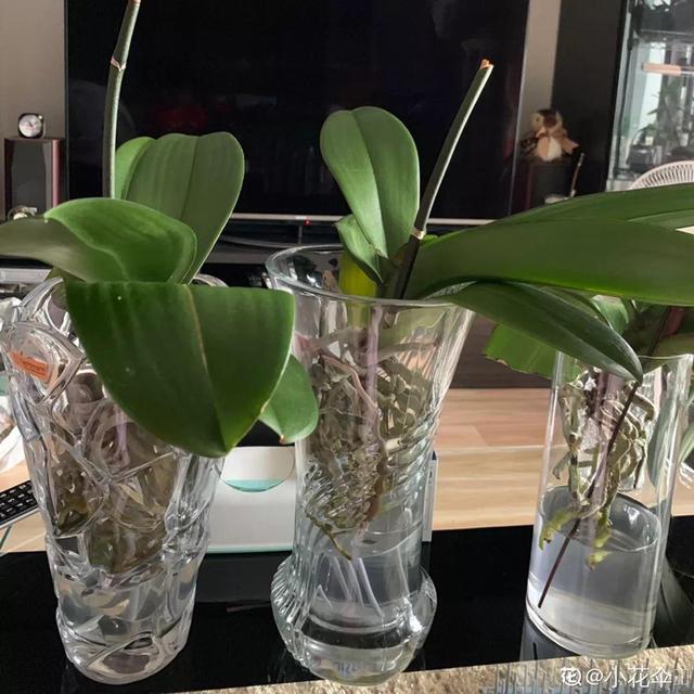 养这花不用土，装进塑料袋喷喷水，叶子绿油油越长越好