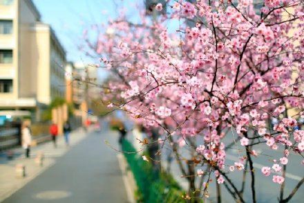 因为太美,它常被误以为是假花? 因为太美,它常被误以为是假花?