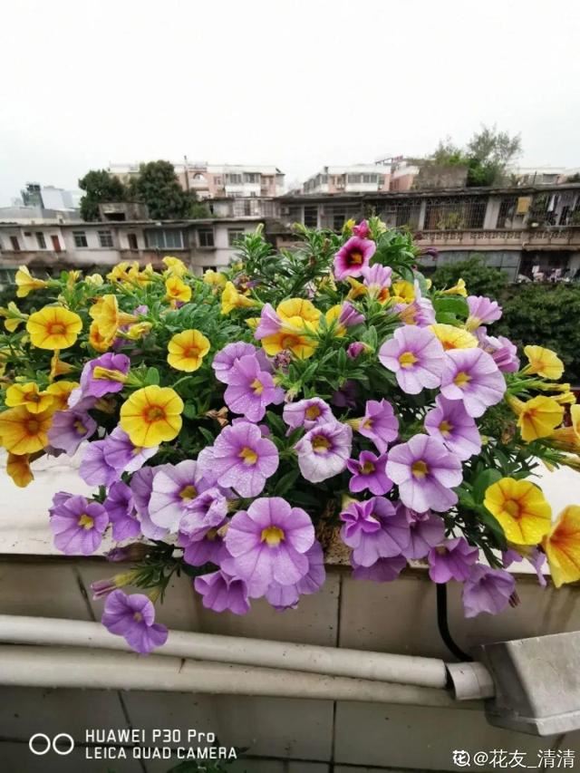 百万小铃，听名字就想养的花，一茬接一茬能开大半年