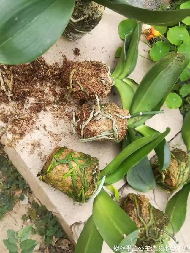 养这花不用土，装进塑料袋喷喷水，叶子绿油油越长越好