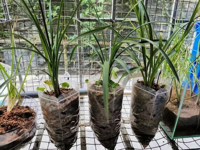 养这花不用土，装进塑料袋喷喷水，叶子绿油油越长越好