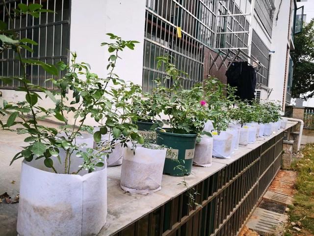 养这花不用土，装进塑料袋喷喷水，叶子绿油油越长越好