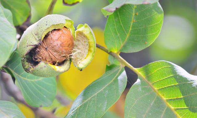 老北京植树种花都有什么讲究？