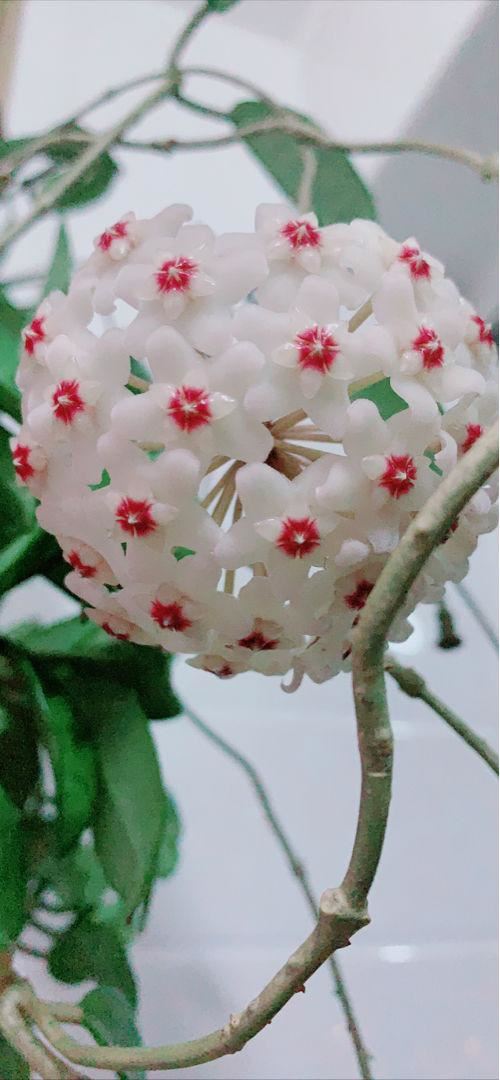 只要一点点光，就能爆盆的花，这“2种”不能少