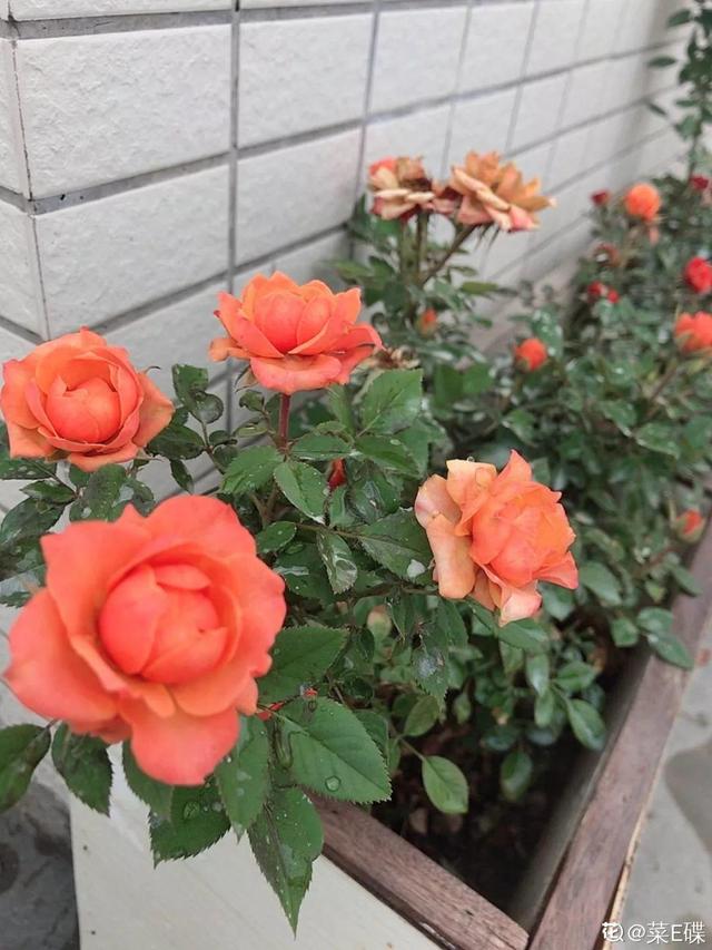 养这花不用土，装进塑料袋喷喷水，叶子绿油油越长越好