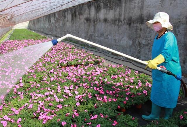 数百亩鲜花绽放，平谷花卉基地复工忙