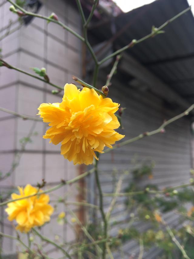 容易爆花的棣棠，皮实好养，越晒开花越多