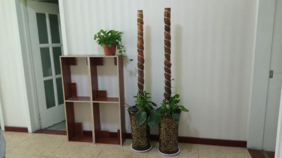 参天大绿萝,一片叶子比脸大,长了足足3层楼高! 参天大绿萝,一片叶子比脸大,长了足足3层楼高!