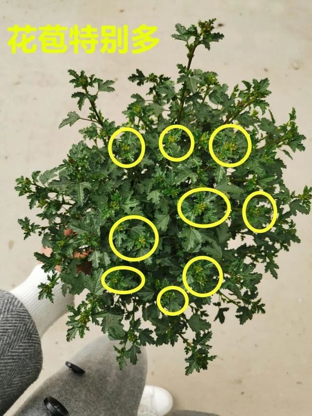 小木槿特耐剪，剪得越狠、开花越多，花朵挂满枝！