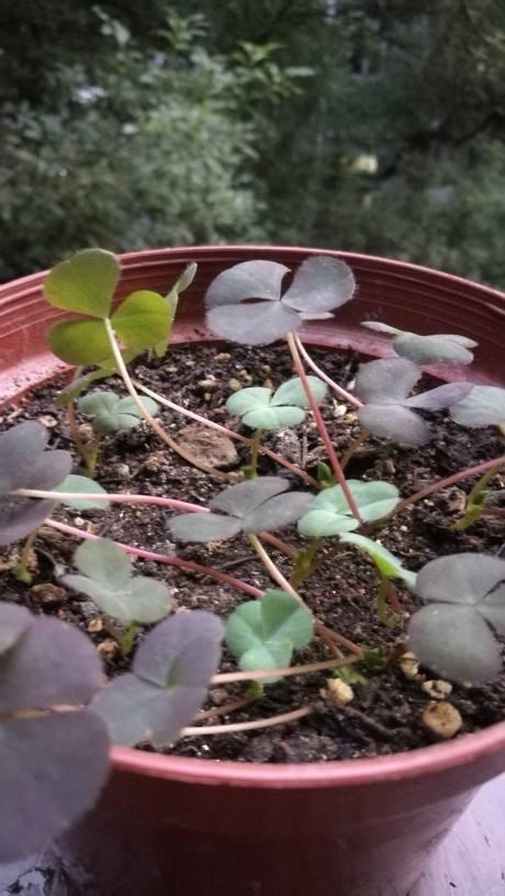 这花的种子撒土里，一周出芽，坐等开成一个大花球