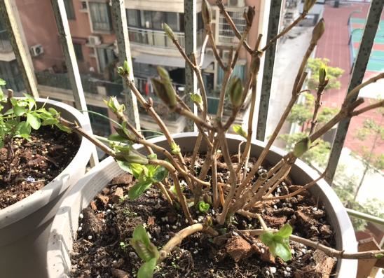 养了半年的仙人球，以为活得好好的，挖出来发现早烂了