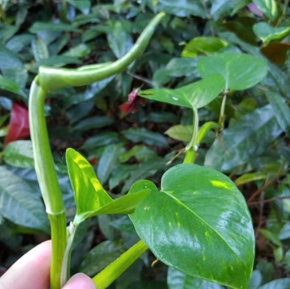 参天大绿萝,一片叶子比脸大,长了足足3层楼高! 参天大绿萝,一片叶子比脸大,长了足足3层楼高!