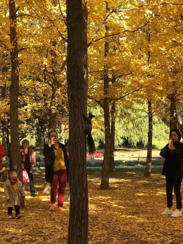 北京绿化有新秀！这些树种您认识几个？