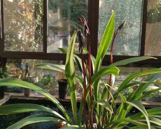 养了半年的仙人球，以为活得好好的，挖出来发现早烂了