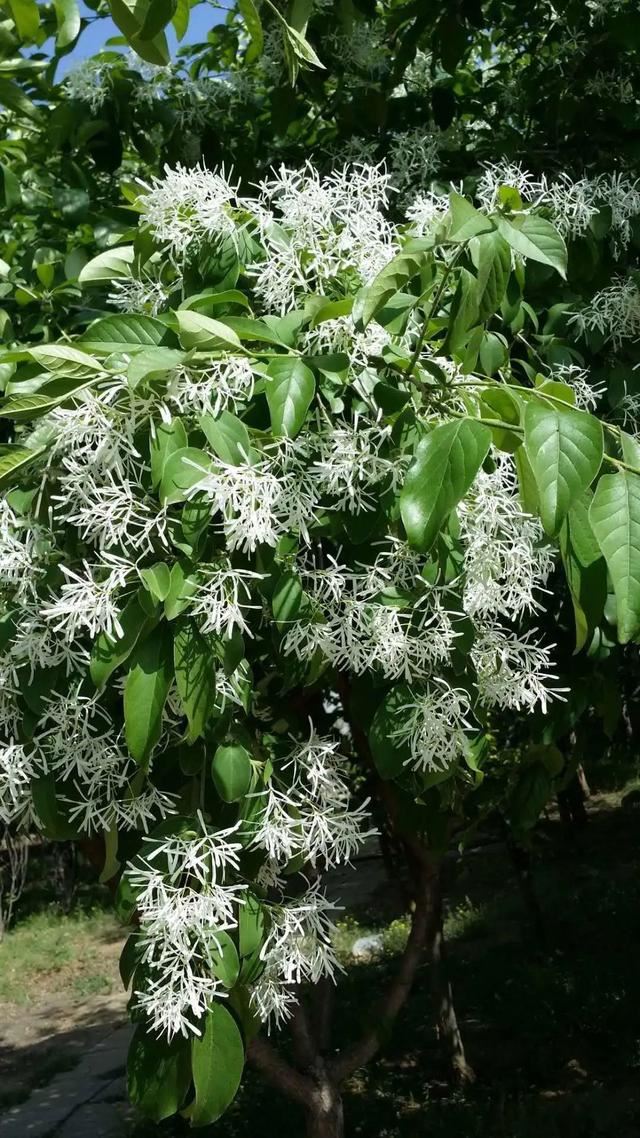 北京绿化有新秀！这些树种您认识几个？