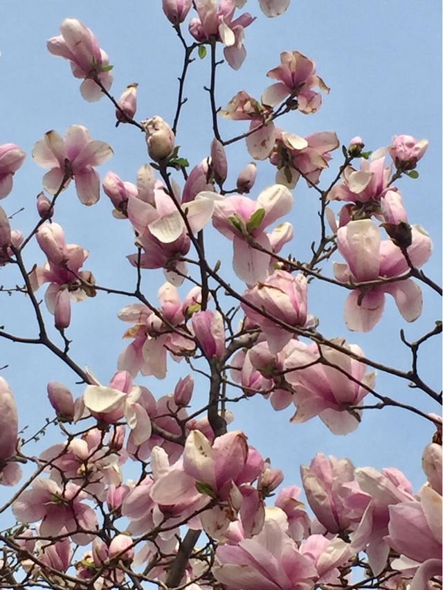 这花真扛冻，天气越冷越爱开花，零下10℃照样满树花苞