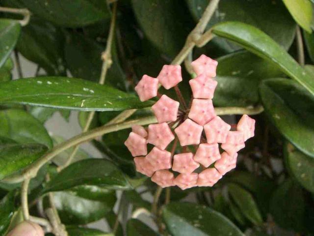 只要一点点光，就能爆盆的花，这“2种”不能少